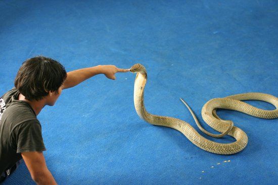 Ao Nang Snake Show